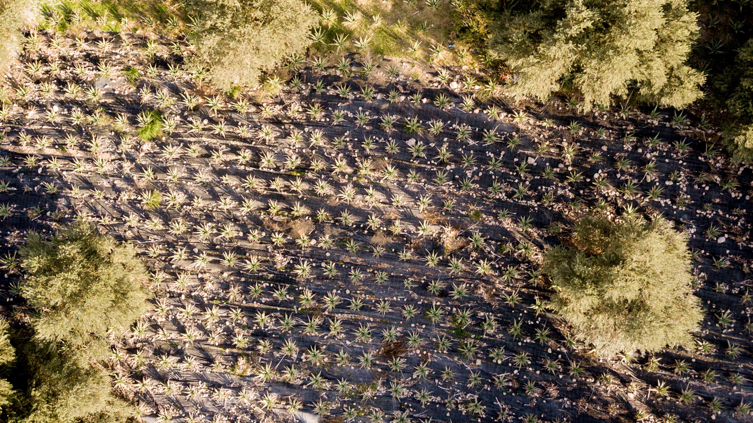 aloe field from above